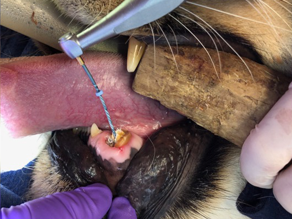 Root canal on a rescued lion