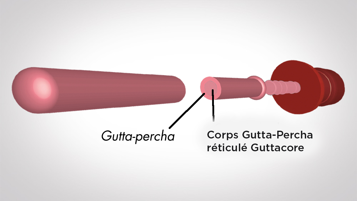 Coupe transversale de GuttaCore