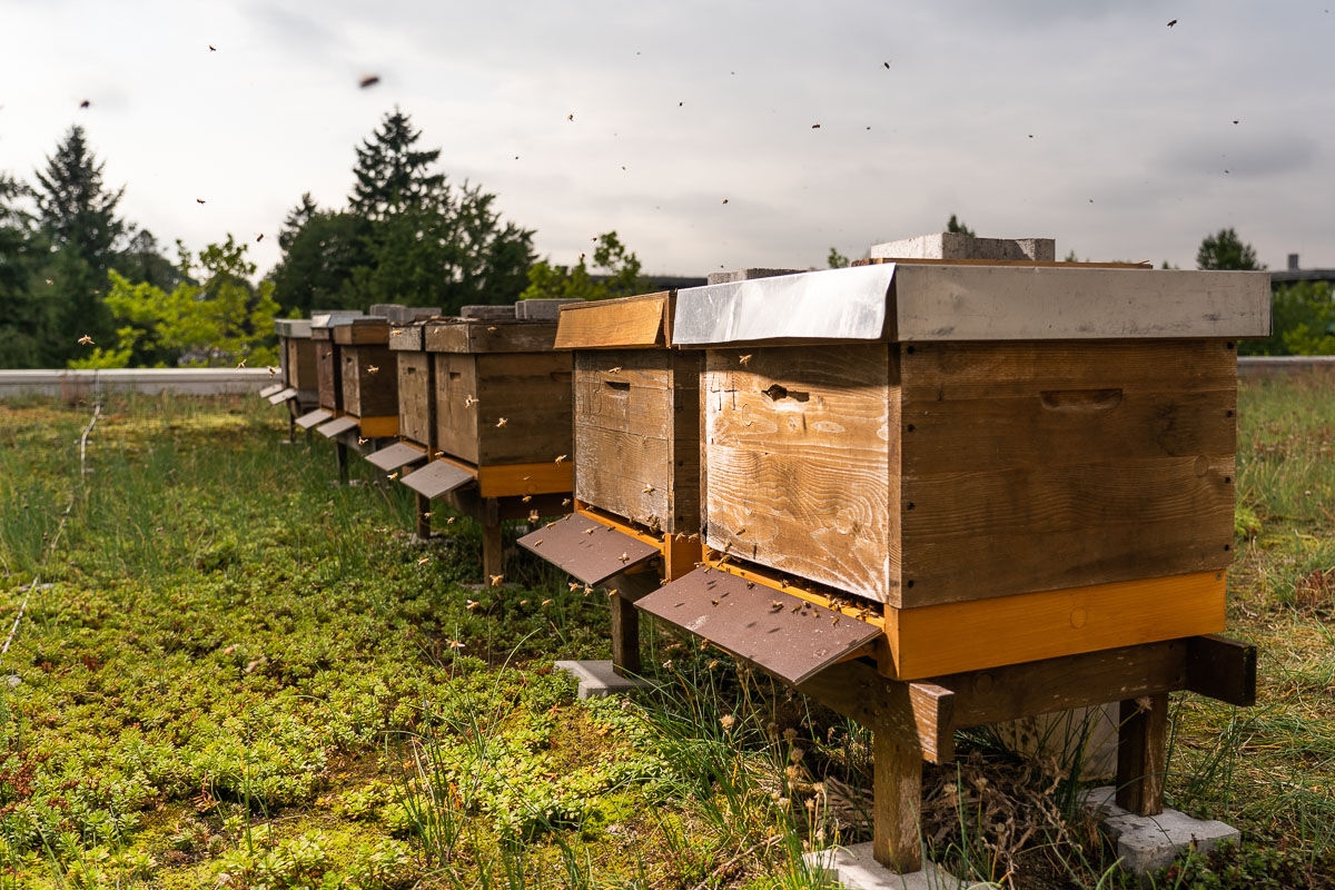 Beehives on the roof of Dentsply Sirona building